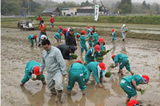 田植え体験