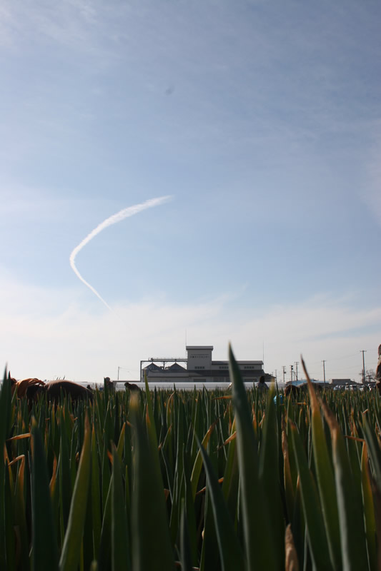 ねぎから見るライスセンターと空