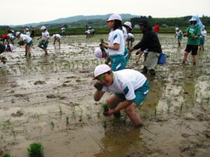 田植え作業体験3