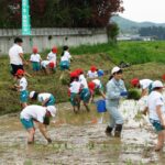 田植え作業体験4