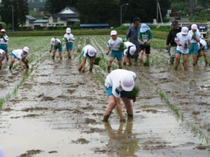 田植え作業体験2