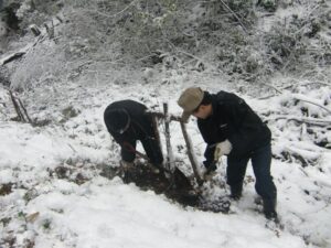 紅葉の苗木を植樹する地域住民