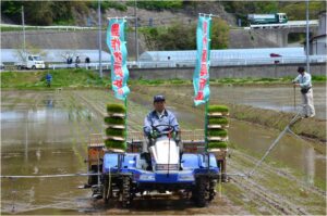 復旧・除塩が完了した田んぼでの田植え②