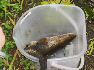 捕獲された雷魚