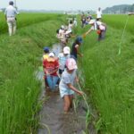 田んぼの生き物調査2010①