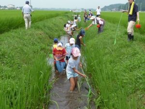 田んぼの生き物調査2010①