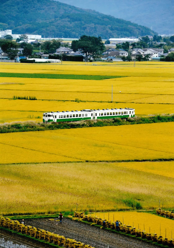 みのりの秋・収穫の秋・石巻線