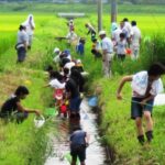 田んぼの生き物調査2011①