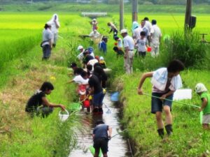 田んぼの生き物調査2011①