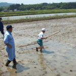 田植え体験4