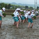 田植え体験10