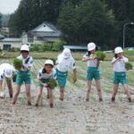 田植え体験11