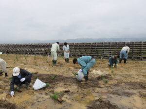 H28植樹活動⑥