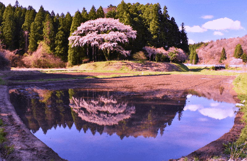 種まき桜