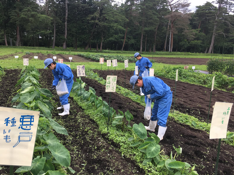 初めてのサトイモ栽培