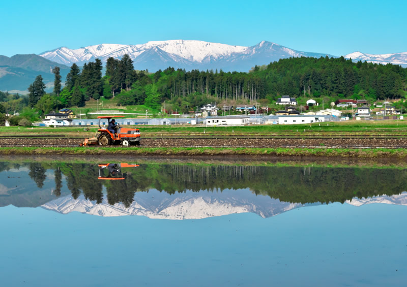 田植え準備中