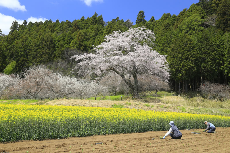桜咲く頃