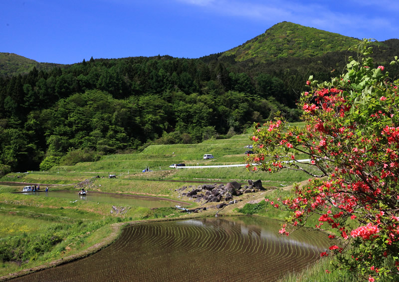棚田の田植え